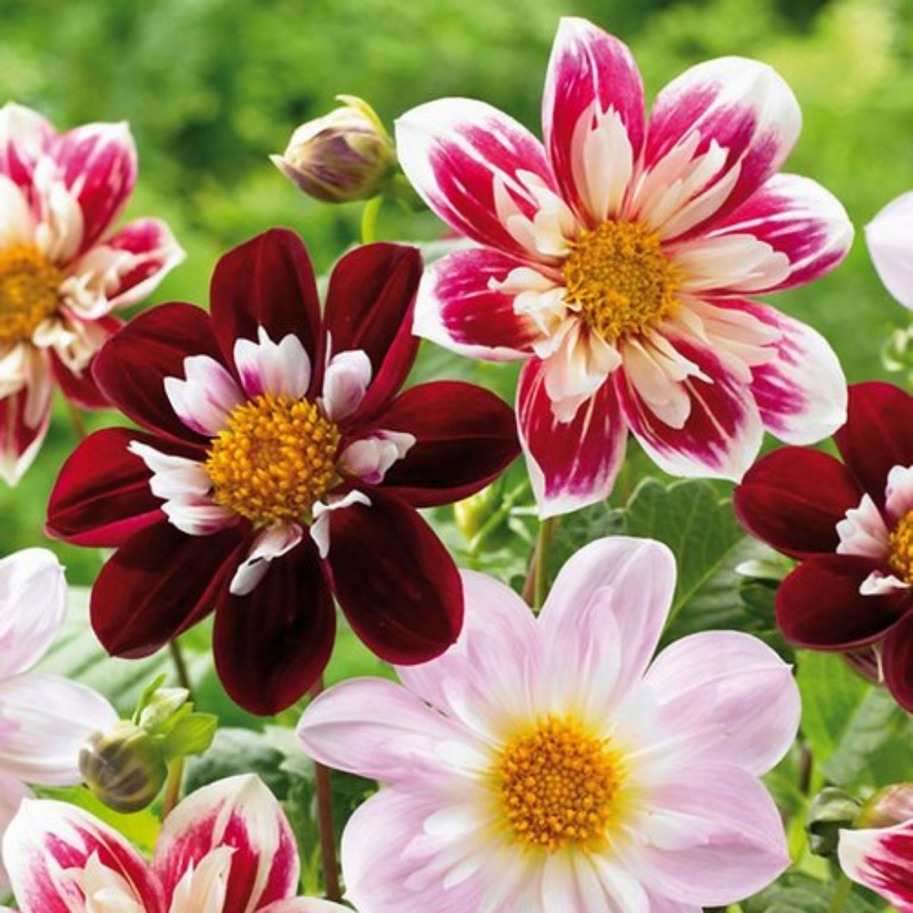 Meet your Posher, Bridgett